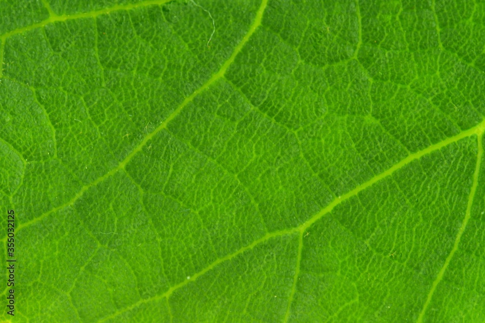 Abstract green leaf texture for background. Front side of leaf. Macro image, close-up Abstract green leaf texture for background. Front side of leaf. Macro image, close-up