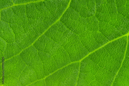 Abstract green leaf texture for background. Front side of leaf. Macro image, close-up