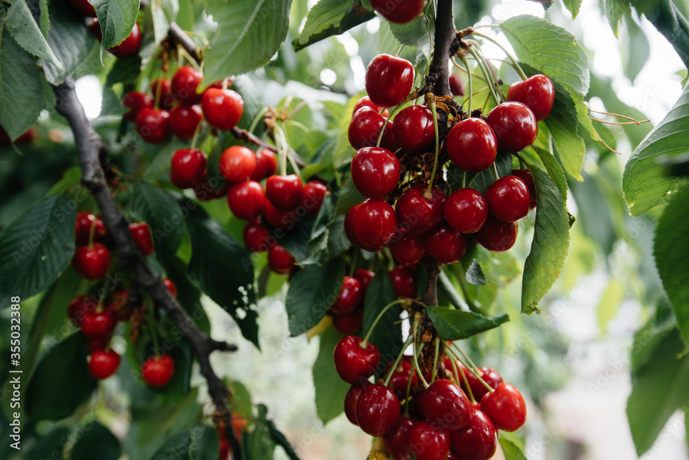 Obraz premium Ripe bunches of red cherries on the branches of a tree