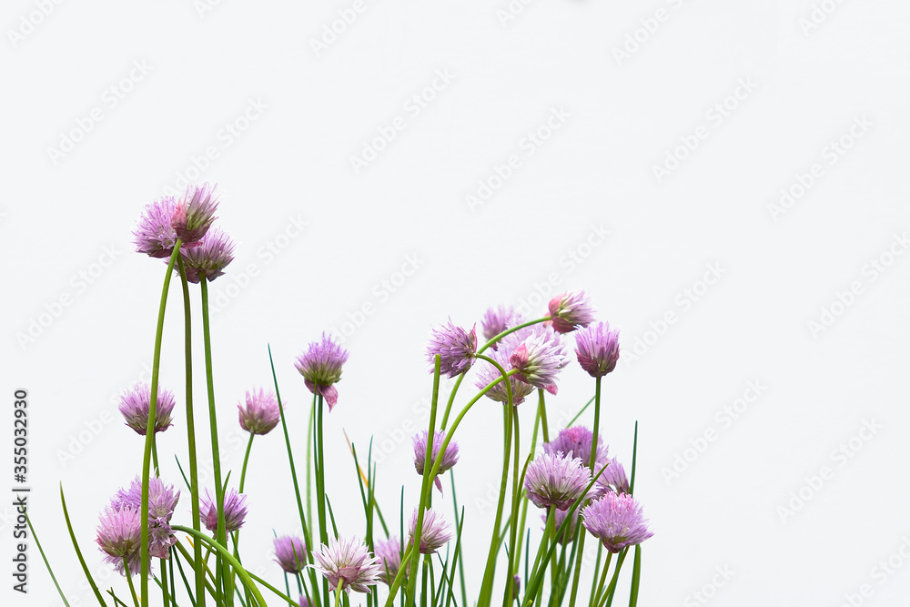 Fototapeta Fioletowe kwiaty szczypiorku na białym tle