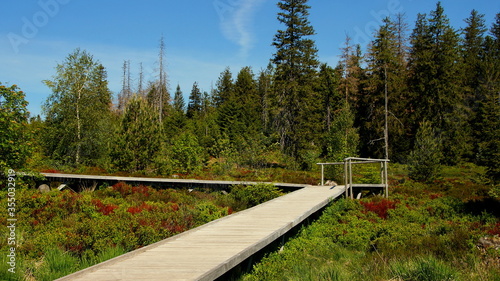 schöner Holzpfad führt durch ursprüngliche Natur im Nationalpark Schwarzwald unter blauem Himmel photo