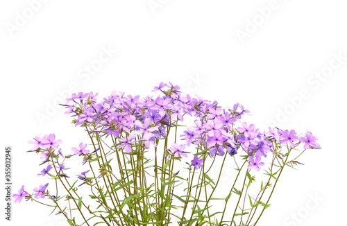 Fotografija A bunch of purple phlox  flowers isolated on white background