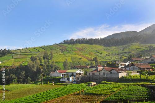 a plantation area in the cool mountains, producing lots of vegetables, the location is called CEMOROSEWU, in the city of KARANGANYAR, CENTRAL JAVA, INDONESIA