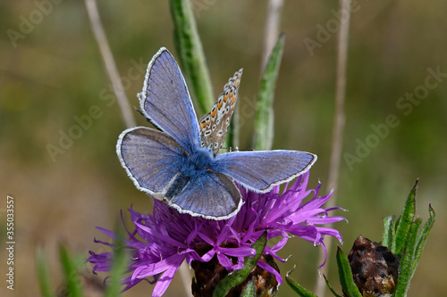 männlicher Hauhechel-Bläuling (Polyommatus icarus) - male Common blue photo