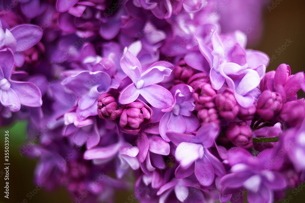 Lilac plant flowers and blossoms macro close up. Hight quality photo
