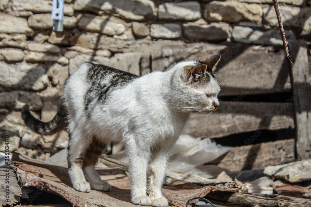 Fototapeta premium cat on the rocks