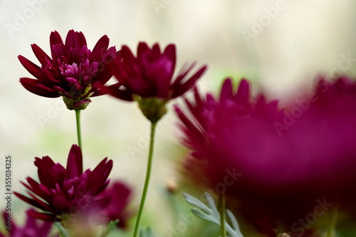 flores fucsia