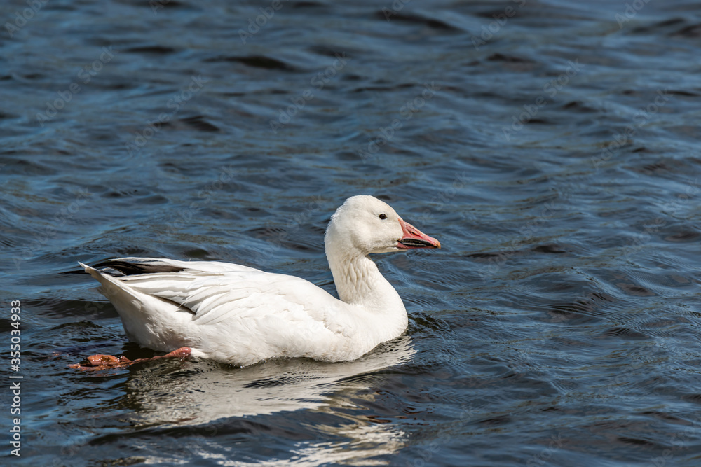 Snow Goose swims in the river