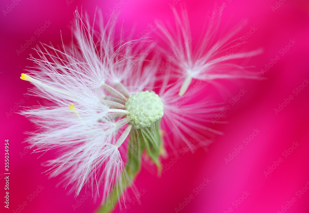 Dandelion against a hot pink background