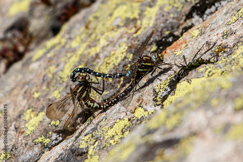 Libellen bei der Paarung