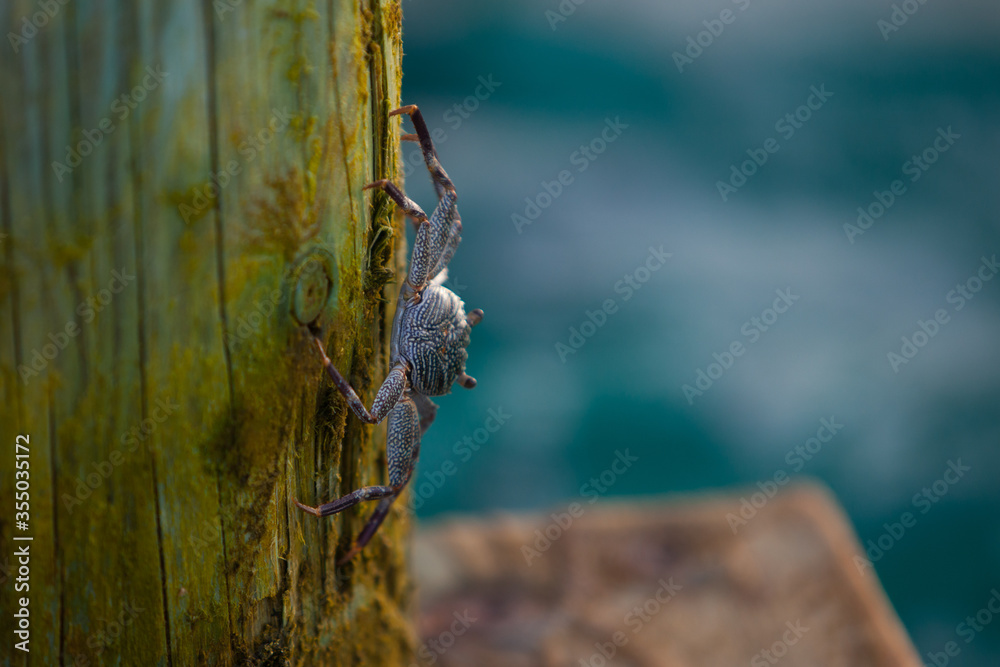 Green crab mooving downwords on the wooden log