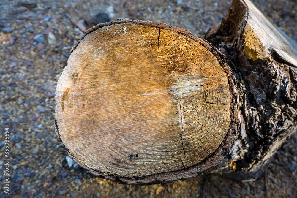 Tree trunk textured pattern closeup. Selective focus on detailed trunk close up. Tree trunk textured pattern closeup. Selective focus on detailed trunk close up.