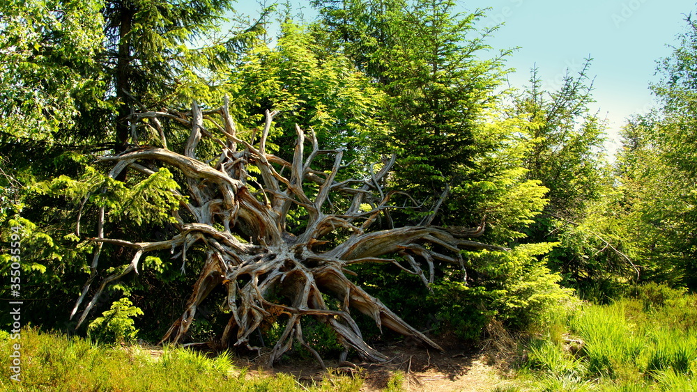 riesiger Wurzelstock durch Sturmschaden am Lotharpfad im Schwarzwald riesiger Wurzelstock durch Sturmschaden am Lotharpfad im Schwarzwald