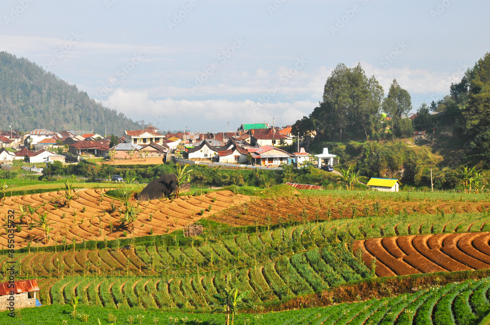 a plantation area in the cool mountains, producing lots of vegetables, the location is called CEMOROSEWU, in the city of KARANGANYAR, CENTRAL JAVA, INDONESIA