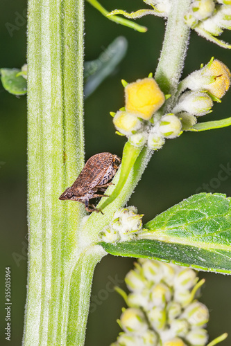 A beetle on a male cannabis plant. A beetle from the family Aphrophoridae photo