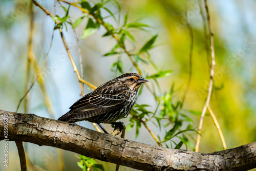 Red-winged Blackbird is a passerine bird found in most of North America and much of Central America