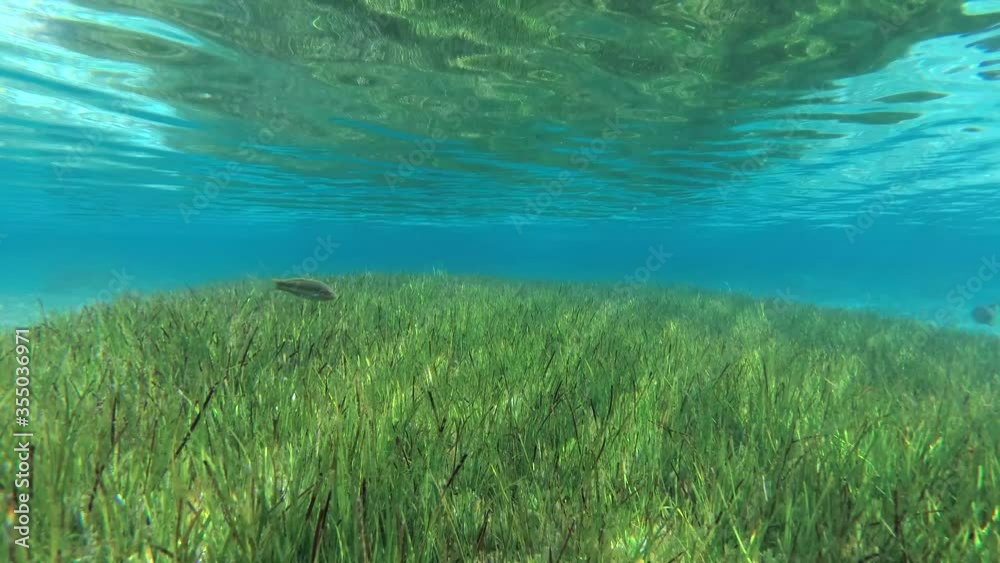 Seabed covered with dense growths of green sea grass Zostera which reflects off the surface in shallow water. Underwater background Seabed covered with dense growths of green sea grass Zostera which reflects off the surface in shallow water. Underwater background