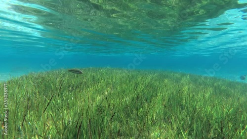 Seabed covered with dense growths of green sea grass Zostera which reflects off the surface in shallow water. Underwater background photo