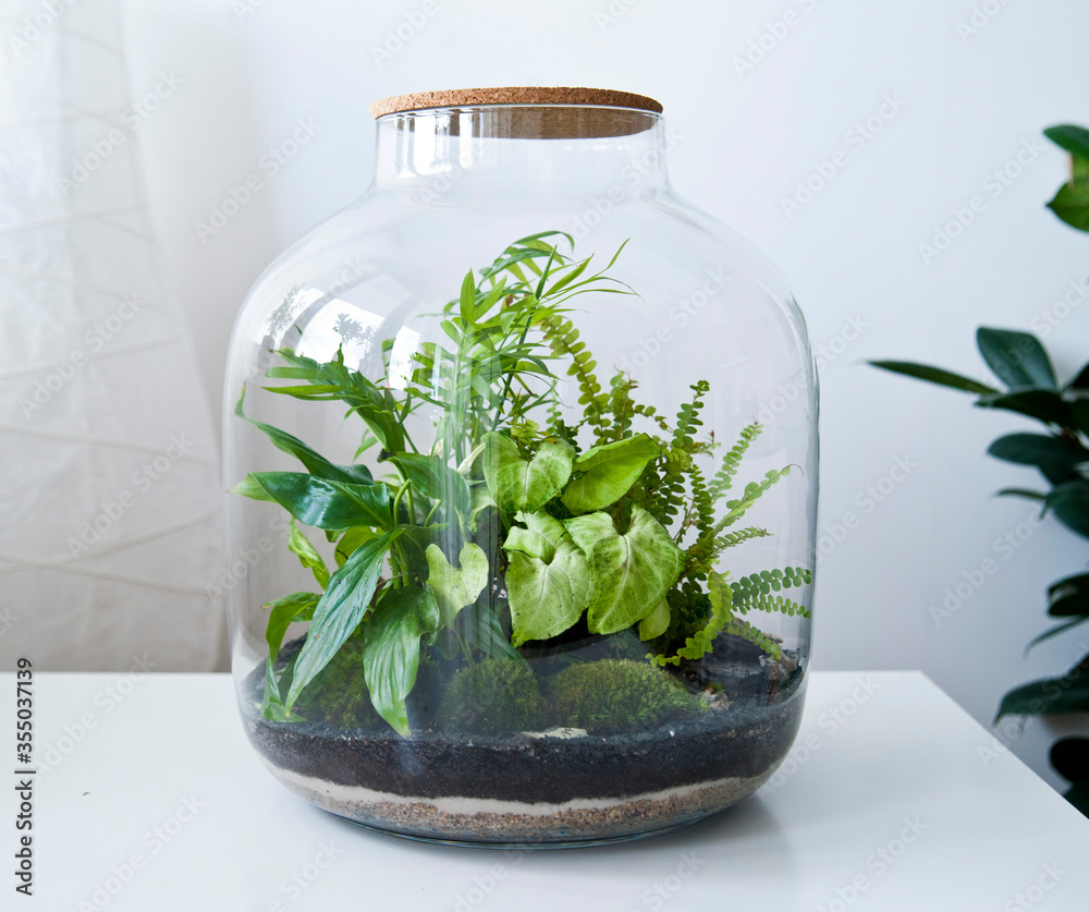 Small decoration plants in a glass bottle/garden terrarium bottle/ forest  in a jar. Terrarium jar with piece of forest with self ecosystem. Save the  earth concept. Bonsai, set of terrariums/ jars foto