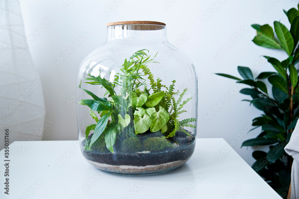 Small decoration plants in a glass bottle/garden terrarium bottle/ forest in a jar. Terrarium jar with piece of forest with self ecosystem. Save the earth concept. Bonsai, set of terrariums/ jars