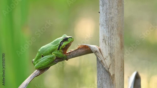 European green tree frog, close up, detail, natural environment, wildlife, macro