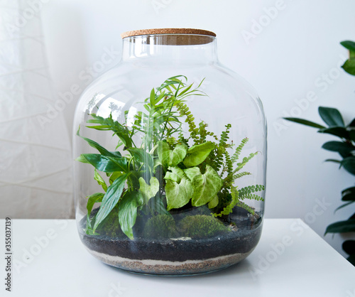 Small decoration plants in a glass bottle/garden terrarium bottle/ forest in a jar. Terrarium jar with piece of forest with self ecosystem. Save the earth concept. Bonsai, set of terrariums/ jars photo