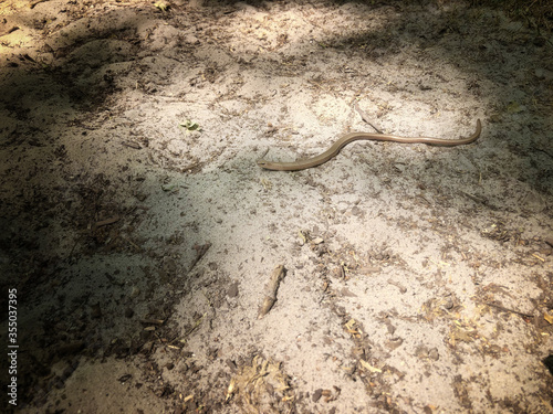 Slow worm. Hazelworm. Netherlands photo