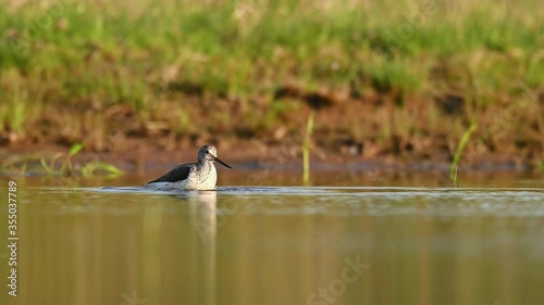 Wood sandpiper in the natural environment,. close up, detail, Tringa glareola, lake, water, wader