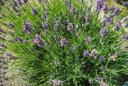 Top view of a bouquet of purple lavender flowers on a lawn background.