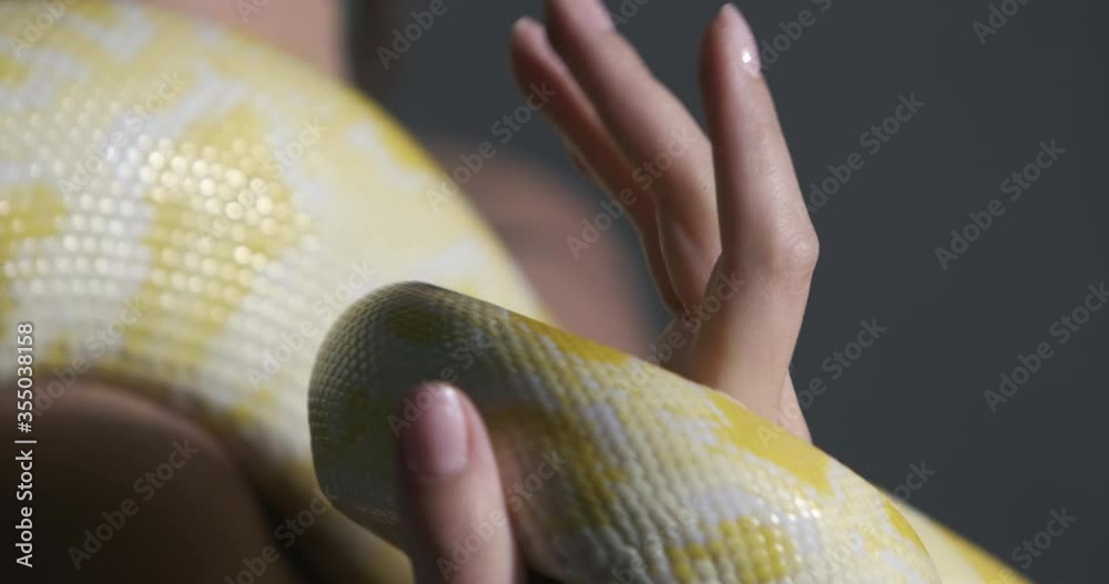 A yellow python in the palm of a girl, close-up