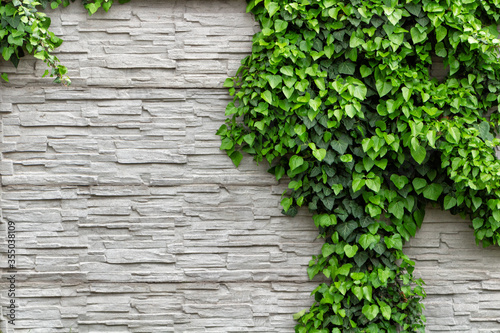 Green Ivy foliage on a decorative white slate stone wall.