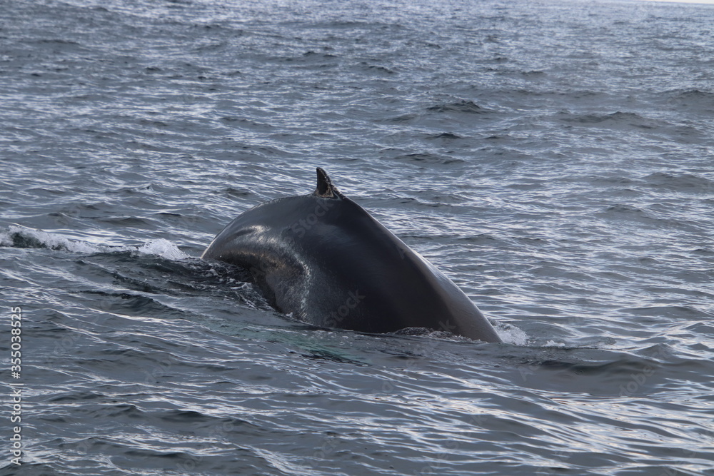 Obraz premium humpback whale diving