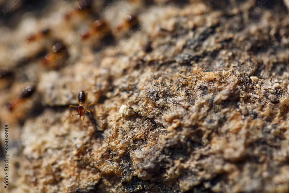 brown ants crawl along a rocky road