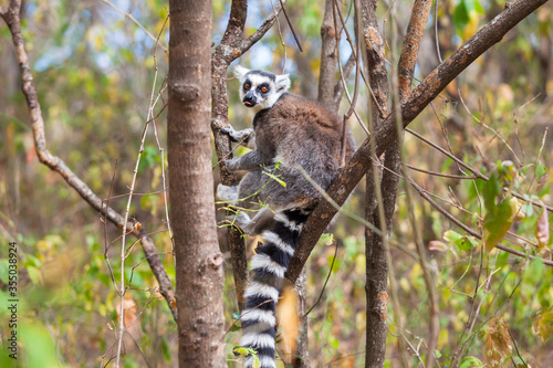 ring tailed lemur in wild ranomafana national park
