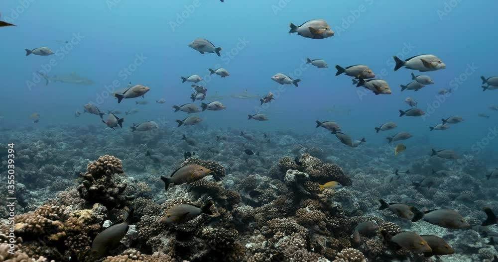 Maori snapper fish with sharks in the background near Tahiti in French Polynesia. Marine life with fishes swimming near coral reef in the Ocean. Diving in the clear water - 4K Maori snapper fish with sharks in the background near Tahiti in French Polynesia. Marine life with fishes swimming near coral reef in the Ocean. Diving in the clear water - 4K