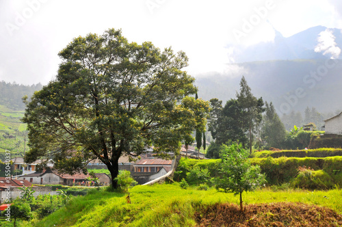 a plantation area in the cool mountains, producing lots of vegetables, the location is called CEMOROSEWU, in the city of KARANGANYAR, CENTRAL JAVA, INDONESIA photo