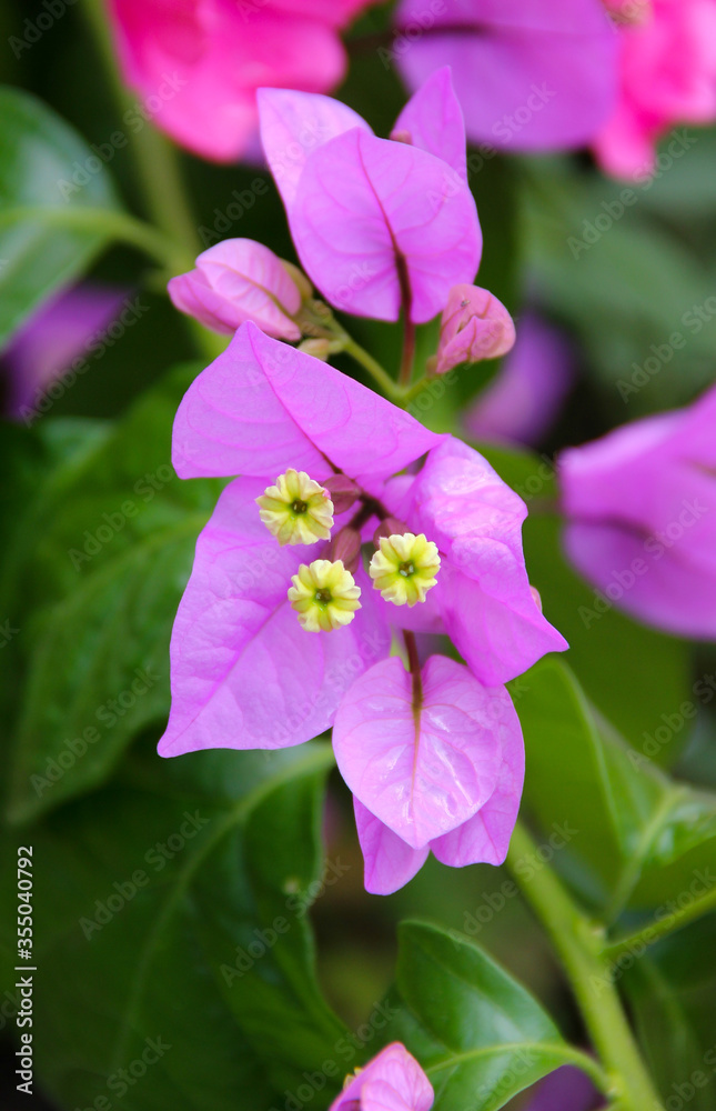 A closeup of a flower-like spring leaves and flowers of Bougainvillea A closeup of a flower-like spring leaves and flowers of Bougainvillea