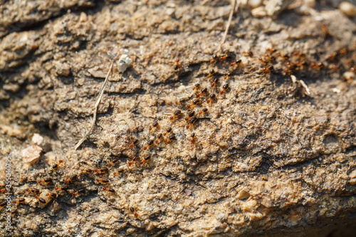 brown ants crawl along a rocky road