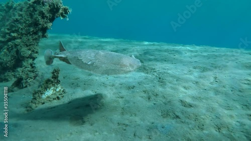 Slow motion, Panther Electric Ray or Leopard Torpedo (Torpedo panthera) slowly swims out from wrecked ship on sandy bottomon background is blue water with sun`s ray. Red Sea, Egypt photo