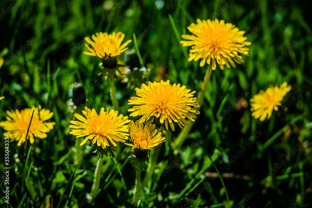 Dandelions in the meadow sunny springtime day Dandelions in the meadow sunny springtime day