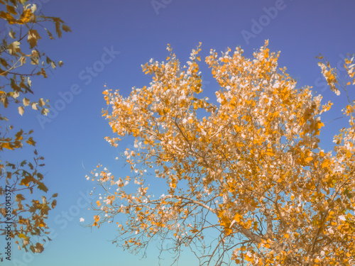 Tree and sky in autumn season