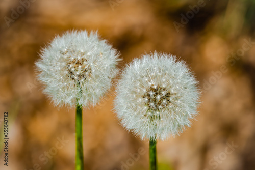 Dandelions in the meadow sunny springtime day 