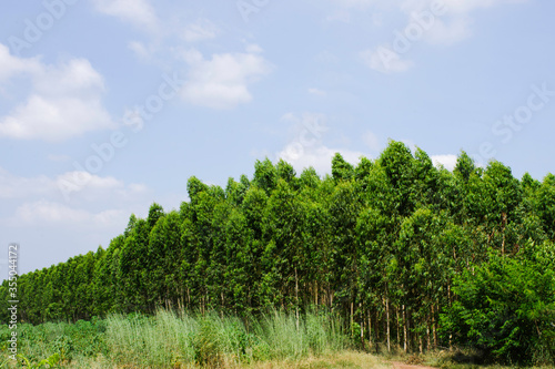 Landscape green tree with bright sun light and clear blue sky