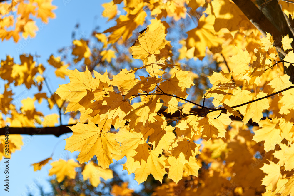 yellow autumn leaves against the blue sky yellow autumn leaves against the blue sky
