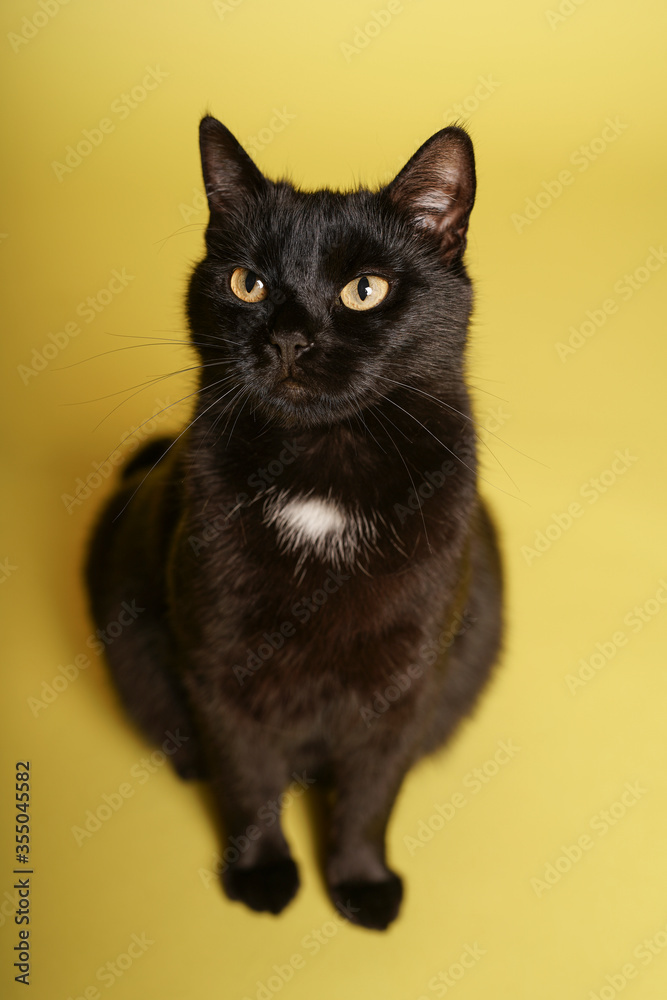 Black cat on yellow background. Friday 13th