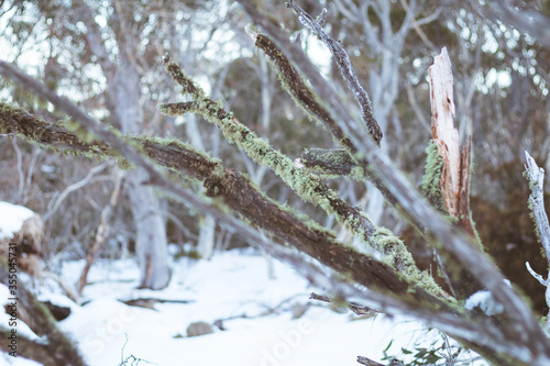 Snow gum tree in a snowy day