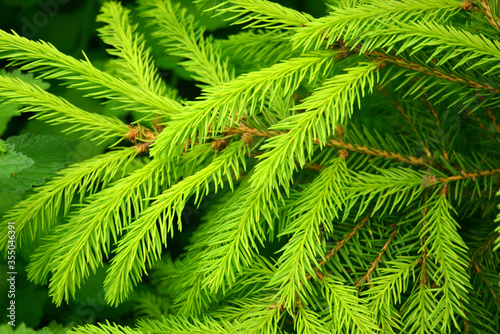 Beautiful background with branches and needles of spruce. Christmas tree  winter  summer