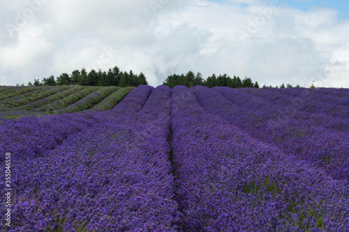 Rows of Lavender Plants