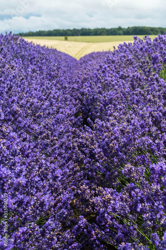 Lavender in the Field