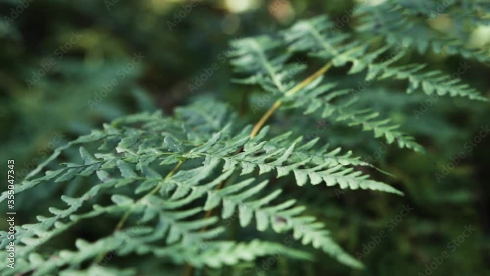 Ferns in tropical forest. Close-up natural leaf pattern texture. Green fern plant leaf.